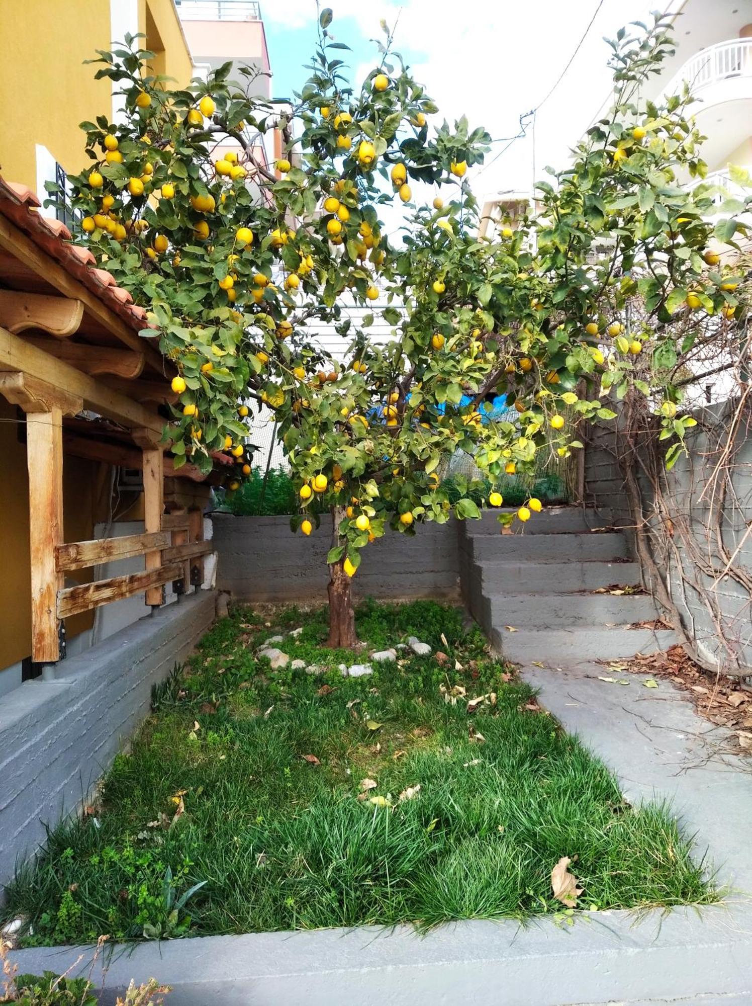 Green Garden Kavala Exterior photo